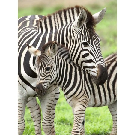Puzzle Zebre, 300 Piese Ravensburger - 1